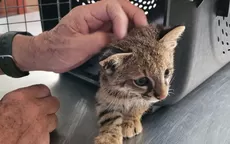Lambayeque: Serfor rescata gato del desierto que era criado como mascota - Noticias de rescate