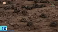 Liberan más de 600 tortugas taricaya en el río Nanay de Iquitos