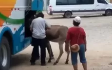 La Libertad: transportan a burro en la bodega de bus interprovincial - Noticias de bodega