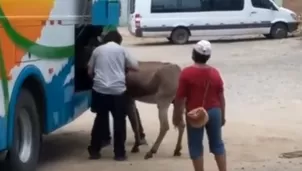 Burro es transportado en bodega de bus. Foto: tusemanario.com/Video: América Noticias