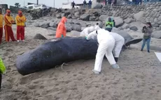 Cría de cachalote murió luego de que la rescataran de playa San Bartolo - Noticias de ballena-jorobada