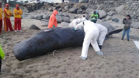 Una cría de cachalote varó esta mañana en la playa 