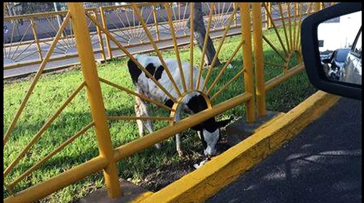 Vaca abandonada. Foto: Facebook Grupo Caridad Vaca abandonada. Foto: Facebook Grupo Caridad