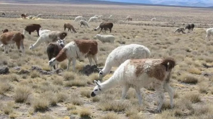 Llamas y alpacas serán evacuadas por explosiones del volcán Ubinas Llamas y alpacas serán evacuadas por explosiones del volcán Ubinas