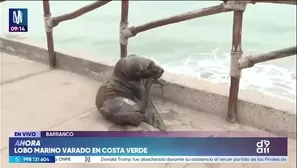 Vecinos reportaron el caso a Serfor para que realice la atención correspondiente. El animal presenta heridas y rastros de sangre./ Video: Canal N