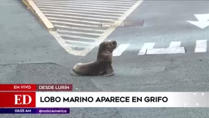 Lobo marino en estacionamiento. América Noticias