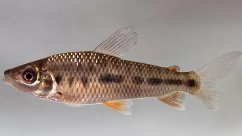 Loreto: Investigadores descubren una nueva especie de pez única en el mundo