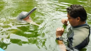 El delfín rosado Huayrurín deberá permanecer en Quistococha hasta que sea trasladado a la laguna. Foto: Ministerio Público