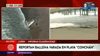 Ballena varada en playa Conchán. Foto y video: América Noticias