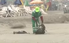 Lurín: Trabajador de limpieza pública recoge pelícanos muertos sin protección  - Noticias de el-faite
