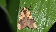 Machu Picchu: Descubren una nueva especie de mariposa en santuario histórico