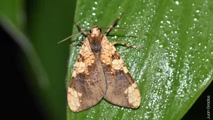 Descubren una nueva especie de mariposa en Machu Picchu. Foto: Sernanp