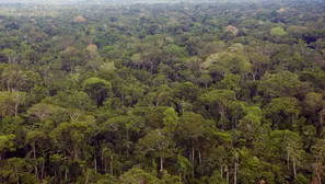 Bosque en Madre de Dios. América Noticias / Foto: cultura.gob.pe