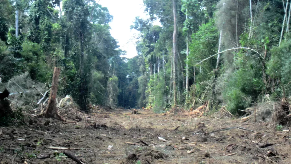 Indígenas denuncian construcción ilegal de carretera en reserva de Madre de Dios. Foto: Denamad