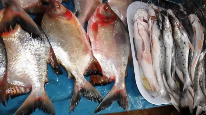 Pescados fueron prohibidos por riesgo de contaminación. Foto: Flickr @luisf1 Pescados fueron prohibidos por riesgo de contaminación. Foto: Flickr @luisf1