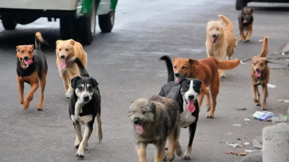 Las denuncias contra el maltrato animal en San Isidro se han vuelto recurrentes / Foto: archivo Andina