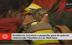 Las Malvinas: Bomberos rescataron a pequeña gata atrapada en voraz incendio - Noticias de gata-miedosa