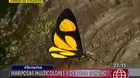 Mariposas multicolores y de todo tamaño pintan el paisaje de La Merced