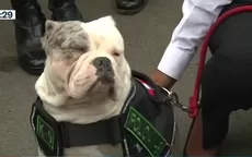 Max, el bulldog maltratado por extrabajador del Congreso, se incorporará a la Policía canina - Noticias de maltrato-menores
