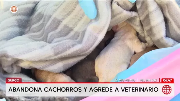 Médico agrede a veterinario en Surco tras abandonar a cachorros. Foto: América Noticias