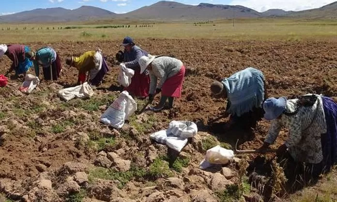 Bono por sequía se entregará a productos agrarios de 407 distritos ...