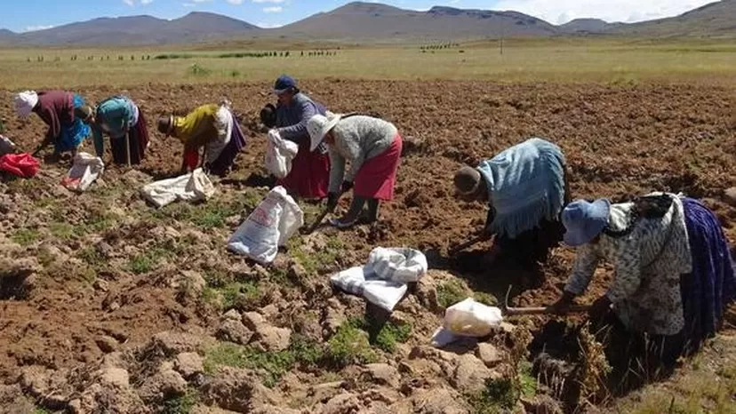 Bono por sequía se entregará a productos agrarios de 407 distritos afectados