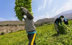 Midagri destinó S/ 682 millones en créditos a pequeños productores para impulsar la agricultura - Noticias de midagri