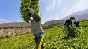 Se constituyeron más de 7000 lugares de producción y 161 plantas de procesamiento para la exportación. Foto: Midagri