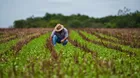 Midagri: Habilitan web para adquirir productos directamente a agricultores