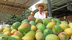 Midagri pide frenar la siembra de mangos por tres años. Foto y video: Canal N/Andina