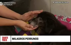 Milagros Perrunos: Albergue de perros en Chorrillos requiere ayuda  - Noticias de albergue
