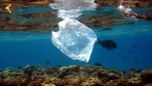 Bolsas de plástico ponen en peligro la vida de miles de animales. Foto: EFE