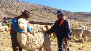 A través de Agro Rural se protegerá a más de 300 mil cabezas de ganado. Foto: Agro rural