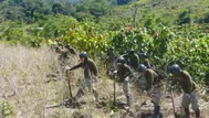 Mininter: Unas 19.193 hectáreas de hoja de coca fueron erradicadas este año