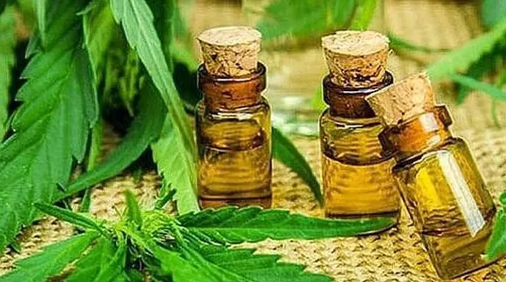 Cannabis. Cannabis.