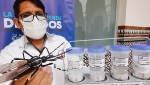 MINSA liberará mosquitos contra el dengue. Foto: Andina