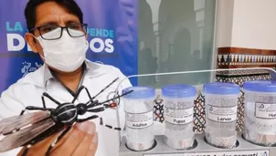 MINSA liberará mosquitos contra el dengue. Foto: Andina
