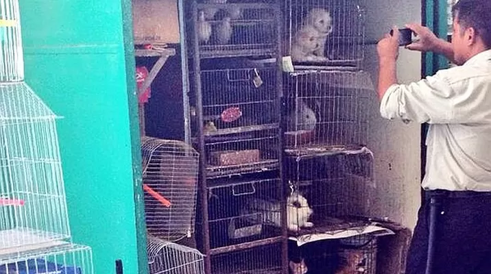 Foto: @HuellAnimalista Foto: @HuellAnimalista