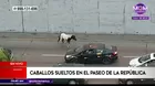 Miraflores: Caballos quedaron sueltos en Vía Expresa tras desprenderse carreta de auto