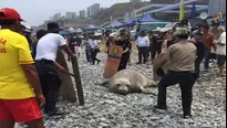 Tras permanecer varado varias horas, el animal regresó al mar / Foto: @MauFernandini 