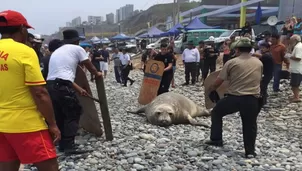 Tras permanecer varado varias horas, el animal regresó al mar / Foto: @MauFernandini 