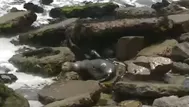 Miraflores: Lobo marino varado en playa 