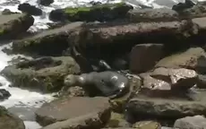 Miraflores: Lobo marino varado en playa  - Noticias de serfor