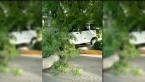 Árbol cayó sobre auto en La Molina. Canal N