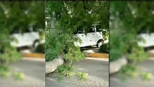 Árbol cayó sobre auto en La Molina. Canal N