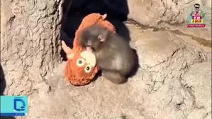 Monito Punch desata fiebre comercial en emporios de Lima/ Video y Foto: América Noticias