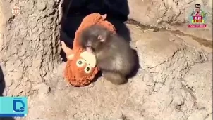 Monito Punch desata fiebre comercial en emporios de Lima/ Video y Foto: América Noticias