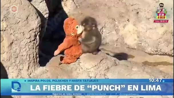Fenómeno del monito Punch en Gamarra y Mercado Central/ Domingo al Día