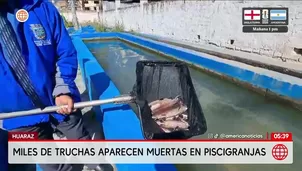 Muerte de truchas en Huaraz afecta a piscigranjas en Huaraz. Foto y video: América Noticias