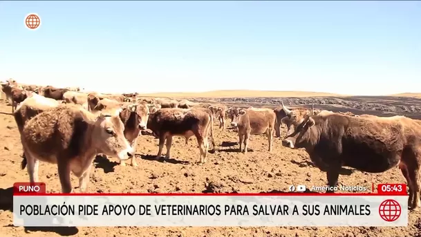 Mujer muere en Puno tras ser atrapada por incendio forestal. Foto: América Noticias Mujer muere en Puno tras ser atrapada por incendio forestal. Foto: América Noticias